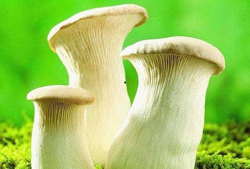 吃瓜网爆料黑料蘑菇,蘑菇事件真相揭秘