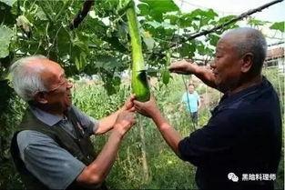 黑砍瓜可以吃生的吗