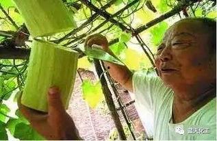 黑砍瓜可以吃生的吗
