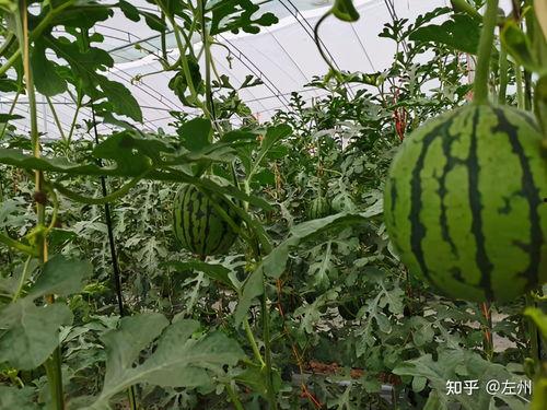 小吊瓜产地今日行情最新,今日最新动态解析”