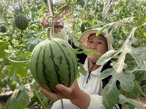 小吊瓜产地今日行情最新,今日最新动态解析”