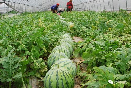 黑米能跟大瓜一起吃吗,健康搭配的饮食新主张