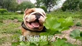 憨瓜上热门,揭秘网络爆红背后的秘密与技巧