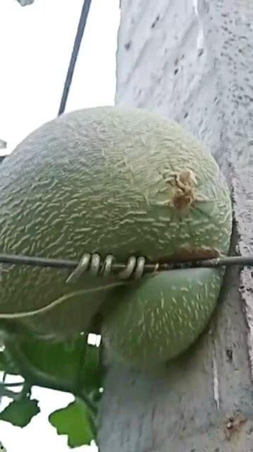 今日的哈密瓜视频最新,揭秘甜蜜背后的种植奥秘