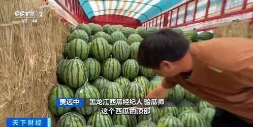 旱瓜今日价格行情最新,今日价格波动解析