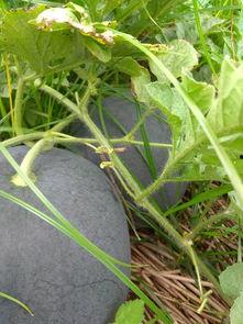 黑莲花吃瓜,揭秘娱乐圈背后的秘密与真相