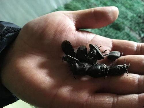 瓜黑蝽如何吃,揭秘其独特的取食技巧