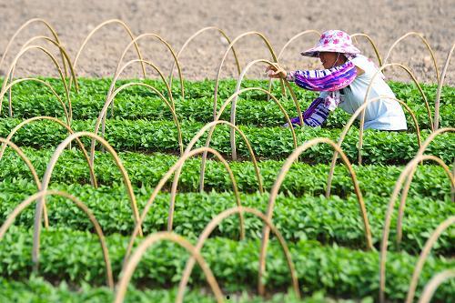 今日瓜菜批发价多少,今日瓜菜批发价行情一览